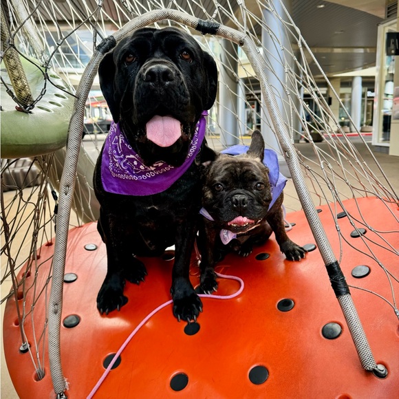 Meet your Posher, Tracie - Picture 10 of 14